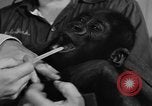 Image of baby gorilla Sinbad Chicago Illinois USA, 1948, second 20 stock footage video 65675070238