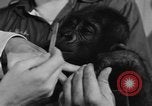 Image of baby gorilla Sinbad Chicago Illinois USA, 1948, second 21 stock footage video 65675070238