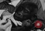 Image of baby gorilla Sinbad Chicago Illinois USA, 1948, second 22 stock footage video 65675070238