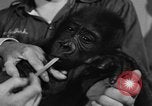 Image of baby gorilla Sinbad Chicago Illinois USA, 1948, second 23 stock footage video 65675070238