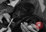 Image of baby gorilla Sinbad Chicago Illinois USA, 1948, second 24 stock footage video 65675070238