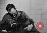 Image of baby gorilla Sinbad Chicago Illinois USA, 1948, second 26 stock footage video 65675070238