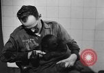 Image of baby gorilla Sinbad Chicago Illinois USA, 1948, second 27 stock footage video 65675070238