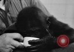 Image of baby gorilla Sinbad Chicago Illinois USA, 1948, second 28 stock footage video 65675070238