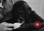 Image of baby gorilla Sinbad Chicago Illinois USA, 1948, second 29 stock footage video 65675070238