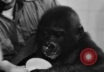 Image of baby gorilla Sinbad Chicago Illinois USA, 1948, second 30 stock footage video 65675070238