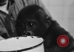 Image of baby gorilla Sinbad Chicago Illinois USA, 1948, second 31 stock footage video 65675070238