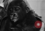 Image of baby gorilla Sinbad Chicago Illinois USA, 1948, second 32 stock footage video 65675070238