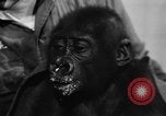 Image of baby gorilla Sinbad Chicago Illinois USA, 1948, second 33 stock footage video 65675070238