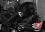 Image of baby gorilla Sinbad Chicago Illinois USA, 1948, second 34 stock footage video 65675070238