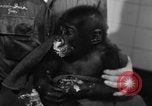 Image of baby gorilla Sinbad Chicago Illinois USA, 1948, second 35 stock footage video 65675070238