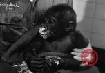 Image of baby gorilla Sinbad Chicago Illinois USA, 1948, second 36 stock footage video 65675070238