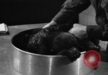 Image of baby gorilla Sinbad Chicago Illinois USA, 1948, second 43 stock footage video 65675070238