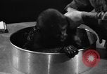 Image of baby gorilla Sinbad Chicago Illinois USA, 1948, second 44 stock footage video 65675070238