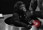 Image of baby gorilla Sinbad Chicago Illinois USA, 1948, second 45 stock footage video 65675070238