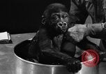 Image of baby gorilla Sinbad Chicago Illinois USA, 1948, second 46 stock footage video 65675070238