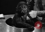 Image of baby gorilla Sinbad Chicago Illinois USA, 1948, second 47 stock footage video 65675070238