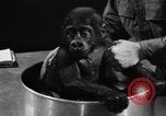 Image of baby gorilla Sinbad Chicago Illinois USA, 1948, second 48 stock footage video 65675070238