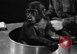 Image of baby gorilla Sinbad Chicago Illinois USA, 1948, second 49 stock footage video 65675070238
