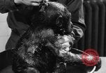 Image of baby gorilla Sinbad Chicago Illinois USA, 1948, second 50 stock footage video 65675070238