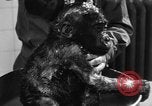 Image of baby gorilla Sinbad Chicago Illinois USA, 1948, second 51 stock footage video 65675070238