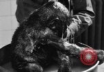 Image of baby gorilla Sinbad Chicago Illinois USA, 1948, second 52 stock footage video 65675070238
