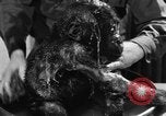 Image of baby gorilla Sinbad Chicago Illinois USA, 1948, second 53 stock footage video 65675070238