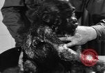 Image of baby gorilla Sinbad Chicago Illinois USA, 1948, second 54 stock footage video 65675070238