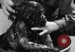 Image of baby gorilla Sinbad Chicago Illinois USA, 1948, second 55 stock footage video 65675070238