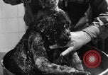 Image of baby gorilla Sinbad Chicago Illinois USA, 1948, second 56 stock footage video 65675070238