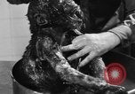 Image of baby gorilla Sinbad Chicago Illinois USA, 1948, second 57 stock footage video 65675070238
