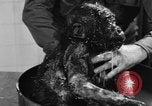 Image of baby gorilla Sinbad Chicago Illinois USA, 1948, second 58 stock footage video 65675070238