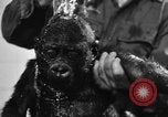 Image of baby gorilla Sinbad Chicago Illinois USA, 1948, second 61 stock footage video 65675070238
