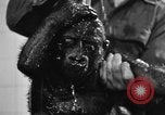 Image of baby gorilla Sinbad Chicago Illinois USA, 1948, second 62 stock footage video 65675070238