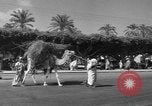 Immagine di Civili Suk El Giuma Libia, 1954, secondo 3 filmato di repertorio 65675070300