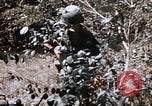 Image of American soldiers South Vietnam, 1967, second 13 stock footage video 65675070318