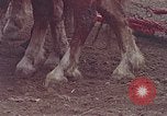 Image of Middle class Americans in the early 1970s United States USA, 1974, second 3 stock footage video 65675070321