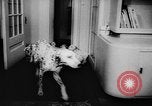 Image Dalmatien chiots Holland Hollande, 1957, de la seconde 4 séquences d'archives historiques vidéo 65675070390