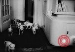 Image Dalmatien chiots Holland Hollande, 1957, de la seconde 5 séquences d'archives historiques vidéo 65675070390