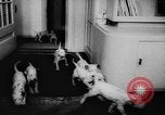 Image Dalmatien chiots Holland Hollande, 1957, de la seconde 6 séquences d'archives historiques vidéo 65675070390