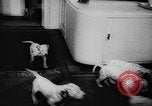 Image Dalmatien chiots Holland Hollande, 1957, de la seconde 7 séquences d'archives historiques vidéo 65675070390