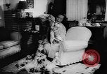 Image Dalmatien chiots Holland Hollande, 1957, de la seconde 10 séquences d'archives historiques vidéo 65675070390