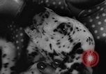 Image Dalmatien chiots Holland Hollande, 1957, de la seconde 14 séquences d'archives historiques vidéo 65675070390