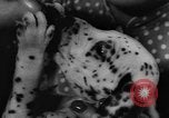 Image Dalmatien chiots Holland Hollande, 1957, de la seconde 15 séquences d'archives historiques vidéo 65675070390