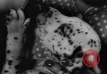 Image Dalmatien chiots Holland Hollande, 1957, de la seconde 17 séquences d'archives historiques vidéo 65675070390