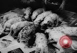 Image Dalmatien chiots Holland Hollande, 1957, de la seconde 19 séquences d'archives historiques vidéo 65675070390