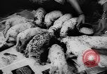 Image Dalmatien chiots Holland Hollande, 1957, de la seconde 20 séquences d'archives historiques vidéo 65675070390