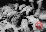 Image Dalmatien chiots Holland Hollande, 1957, de la seconde 21 séquences d'archives historiques vidéo 65675070390