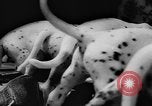 Image Dalmatien chiots Holland Hollande, 1957, de la seconde 22 séquences d'archives historiques vidéo 65675070390
