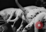 Image Dalmatien chiots Holland Hollande, 1957, de la seconde 23 séquences d'archives historiques vidéo 65675070390